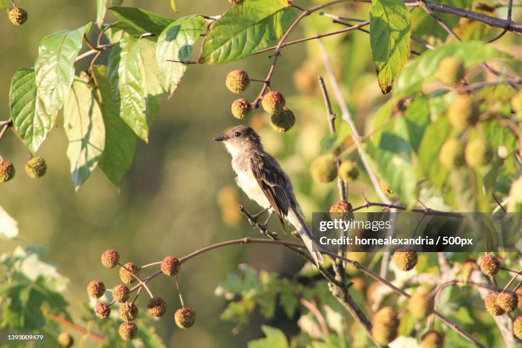 Eastern Wood Pewee,Close-up of songpasserine flycatcher perching on tree