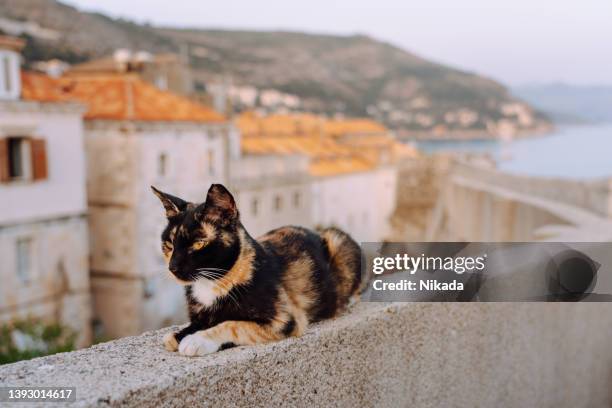 cat relaxing on the wall of dubrovnik old town - dubrovnik stockfoto's en -beelden