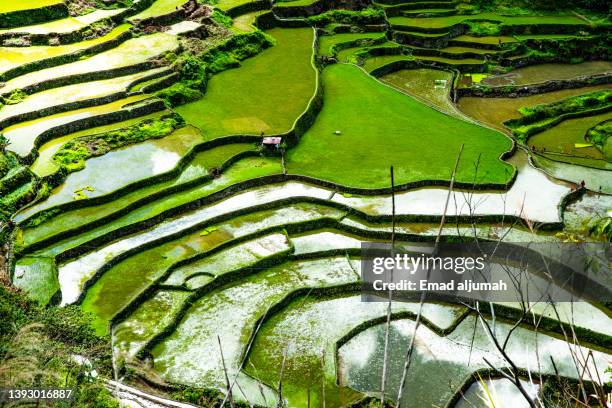 preservation of batad rice terraces, ifugao, philippines - terraced field stock pictures, royalty-free photos & images