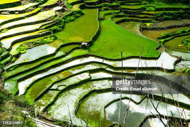 preservation of batad rice terraces, ifugao, philippines - rice terrace 個照片及圖片檔