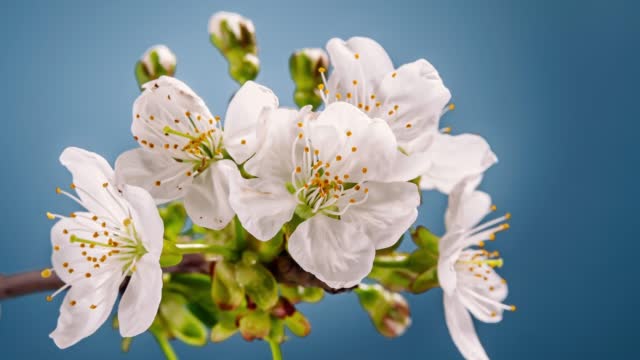 Spring white flower opening