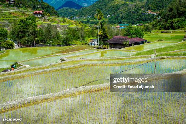 preservation of batad rice terraces,  ifugao, philippines - luzon stock-fotos und bilder