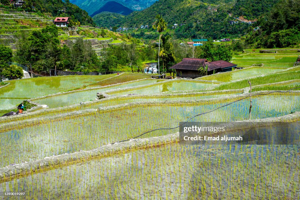 Preservation of Batad Rice Terraces, Ifugao, Philippines