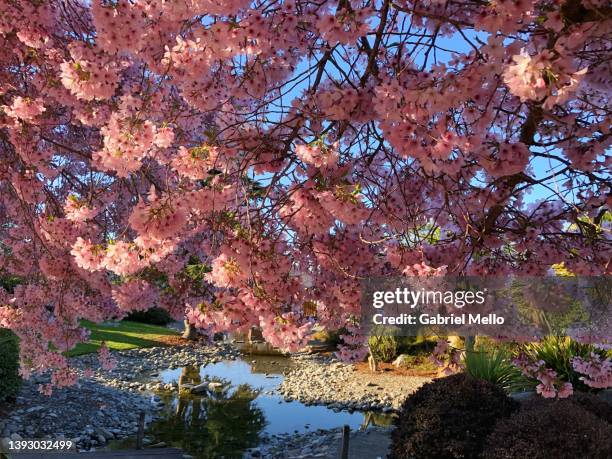 cherry blossom tree in the park in motueka - motueka stock pictures, royalty-free photos & images