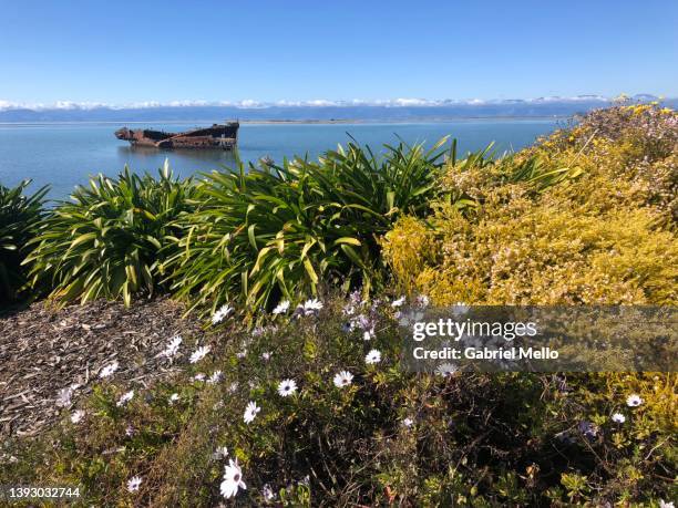 janie seddon shipwreck in motueka - motueka stockfoto's en -beelden