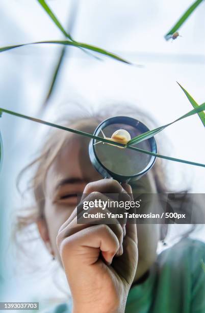 the child looks at the snail through a magnifying glass selective - magnifying glass nature stock-fotos und bilder