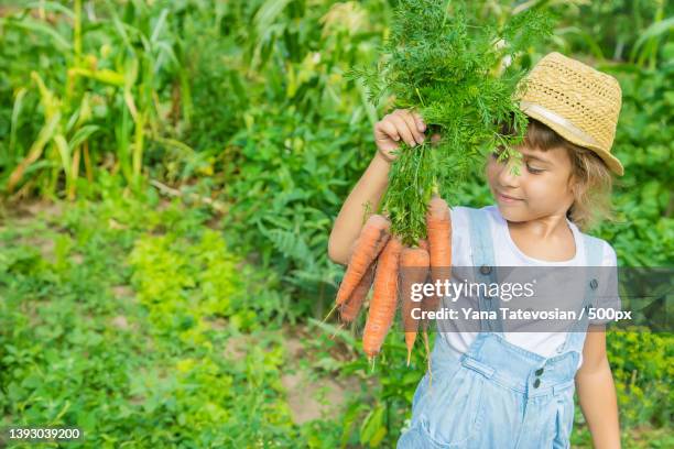 a child with a bunch of carrots in the garden selective focus - carrots white background stockfoto's en -beelden