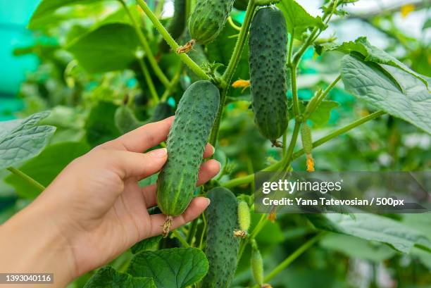 harvest cucumbers on the branches selective focus - cucumber leaves stock pictures, royalty-free photos & images