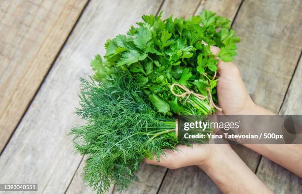 fresh homemade greens from the garden selective focus - dill stock pictures, royalty-free photos & images