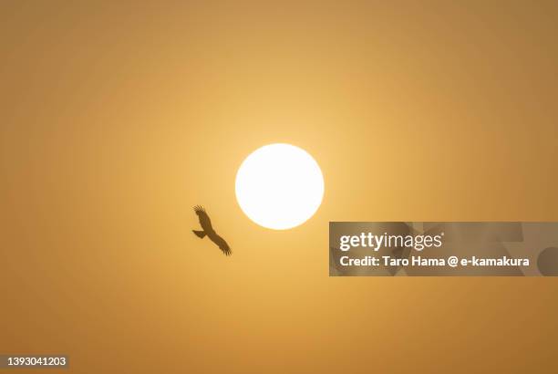 the kite flying in the sunset sky over the beach in kanagawa of japan - kite bird stock pictures, royalty-free photos & images