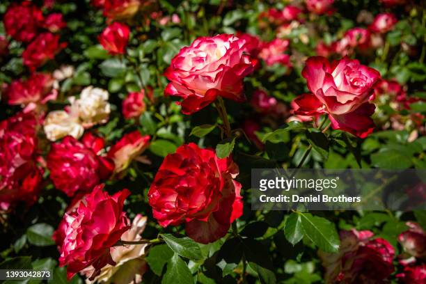 roses in bloom - pasadena californie photos et images de collection