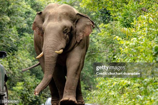 big elephant - アジアゾウ ストックフォトと画像
