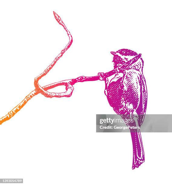 black-capped chickadee perching on branch - chickadee stock illustrations