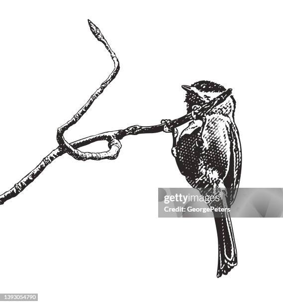 stockillustraties, clipart, cartoons en iconen met black-capped chickadee perching on branch - chickadee