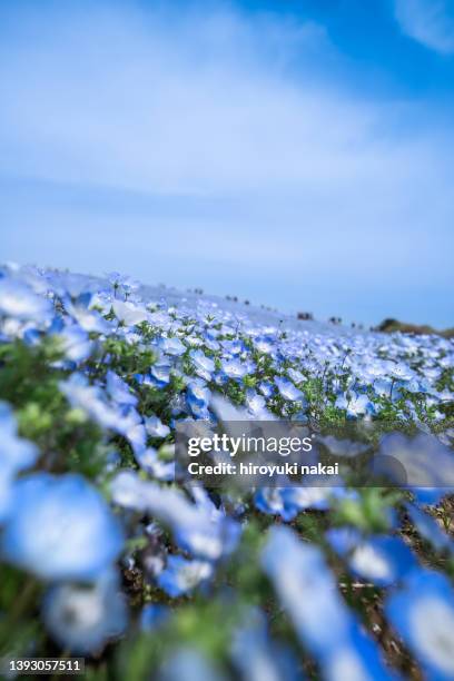 nemophila in full bloom - may in the summer stock pictures, royalty-free photos & images