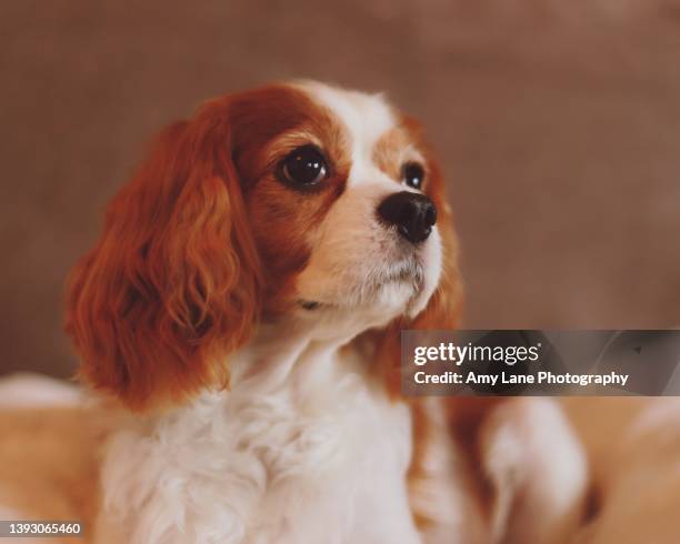 cavalier king charles - king charles spaniel stock pictures, royalty-free photos & images