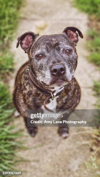 brindle staffordshire bull terrier - brindle stock pictures, royalty-free photos & images