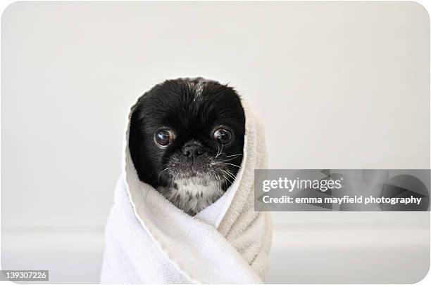 cute dog wrapped - wrapped in a towel stock pictures, royalty-free photos & images