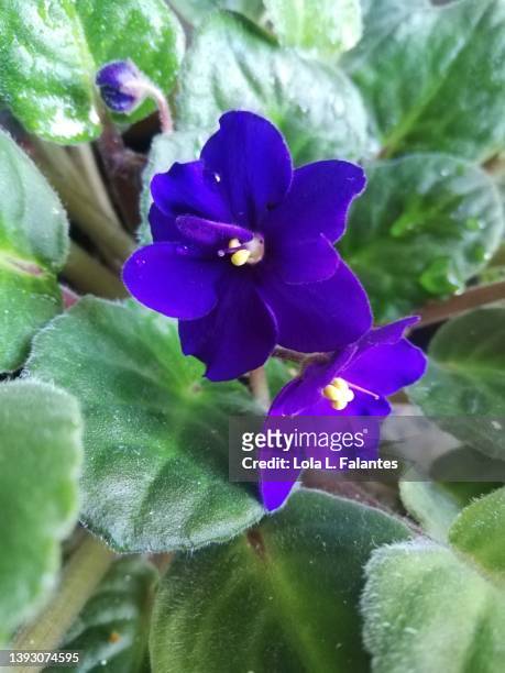 purple african violets - saintpaulia stock pictures, royalty-free photos & images