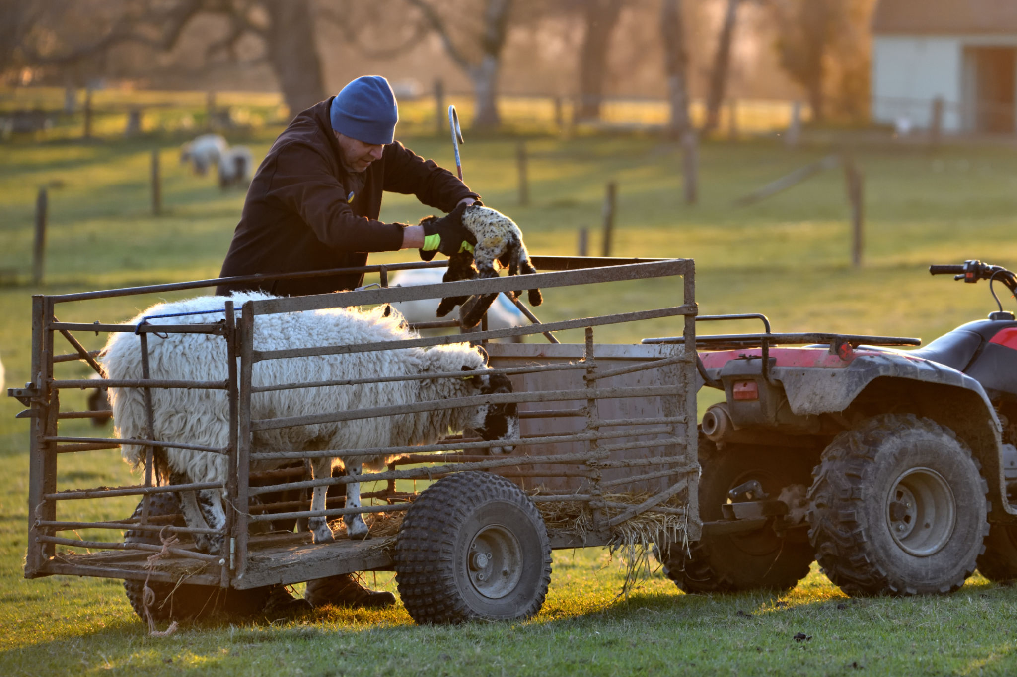 Shepherd placing newborn lamb in a trailer, Sussex UK Shepherd placing newborn lamb in a trailer, Sussex UK