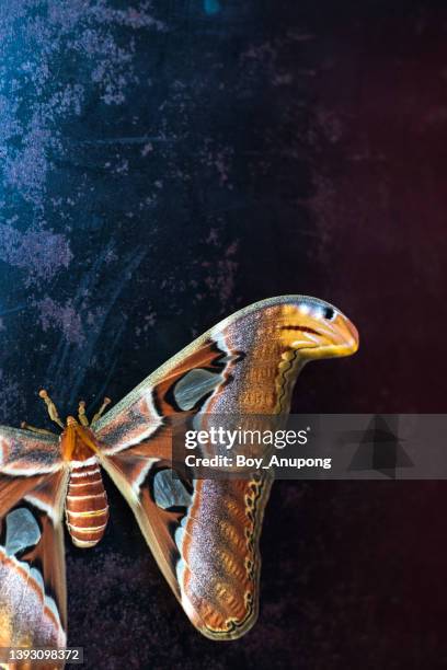 Moth G 931 Giant Moth Stock Photos, High-Res Pictures, and Images - Getty Images