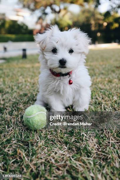 moodle maltipoo puppy sitting on grass with ball - malteser stock-fotos und bilder