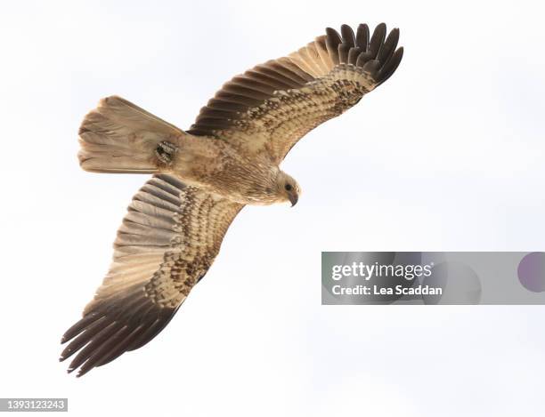 flying whistling kite - kite bird stock pictures, royalty-free photos & images