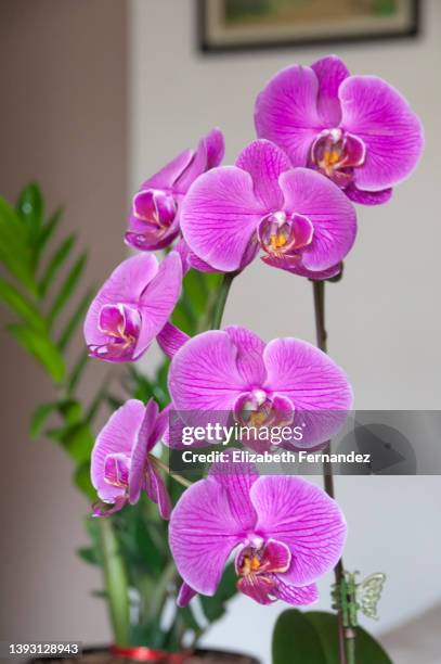 close-up of potted orchid flower in living room - phalaenopsis stock-fotos und bilder