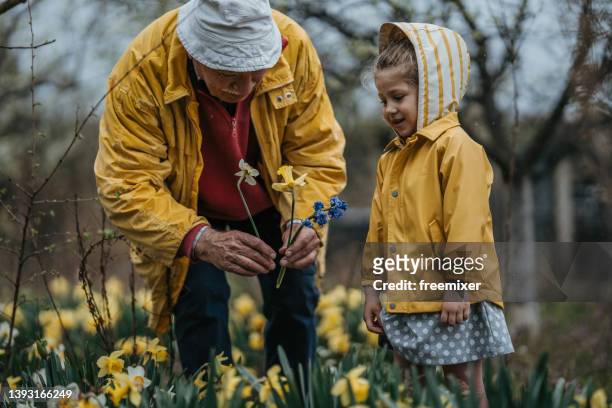 grandpa picking flowers - plucking bildbanksfoton och bilder