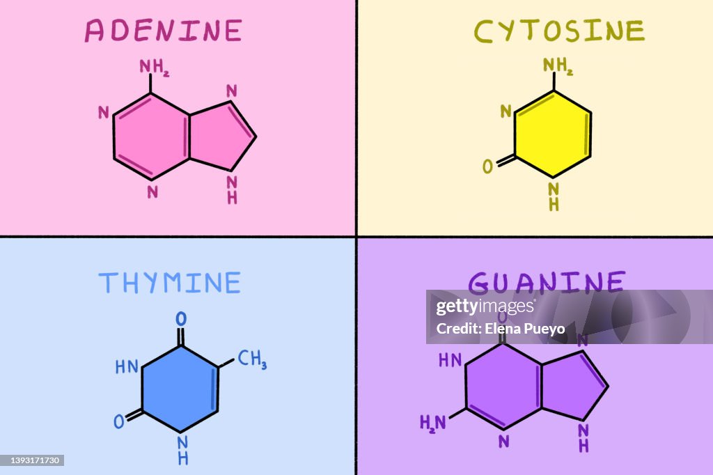 Nitrogenous bases of DNA