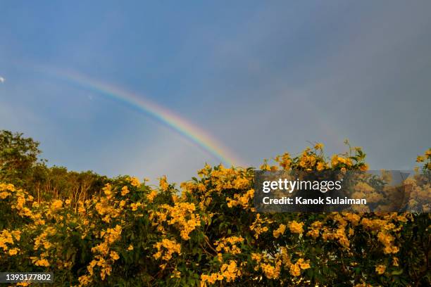 double rainbow over blue sky - rainbow and growth stock pictures, royalty-free photos & images