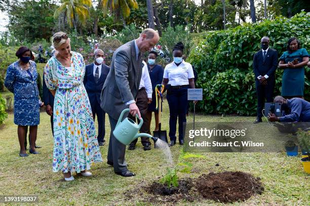 Sophie, Countess of Wessex and Prince Edward, Earl of Wessex plant a tree at The Botanical Gardens on April 23, 2022 in Kingstown, Saint Vincent and...