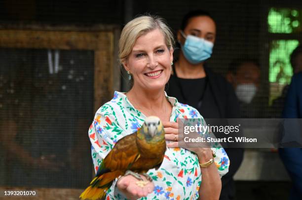 Sophie, Countess of Wessex handles a parrot at Government House on April 23, 2022 in Kingstown, Saint Vincent and The Grenadines. The Earl and...