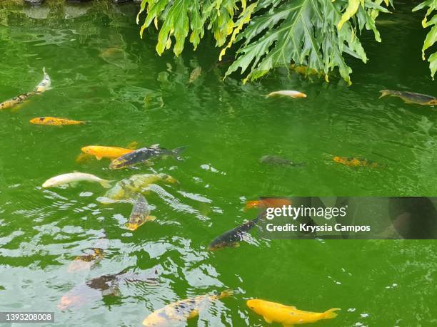 625 Yellow Carp Fish Stock Photos, High-Res Pictures, and Images ...