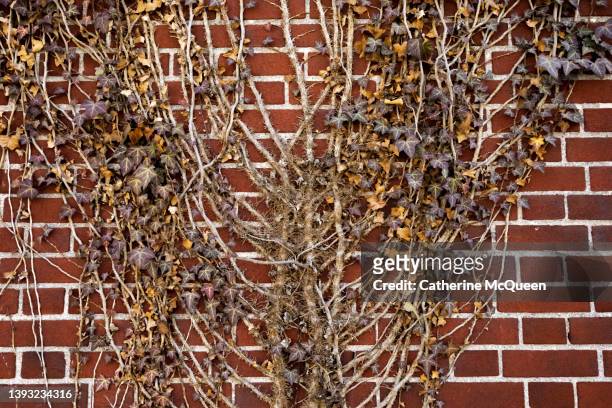 red brick wall with ivy vines - dead plant stock pictures, royalty-free photos & images
