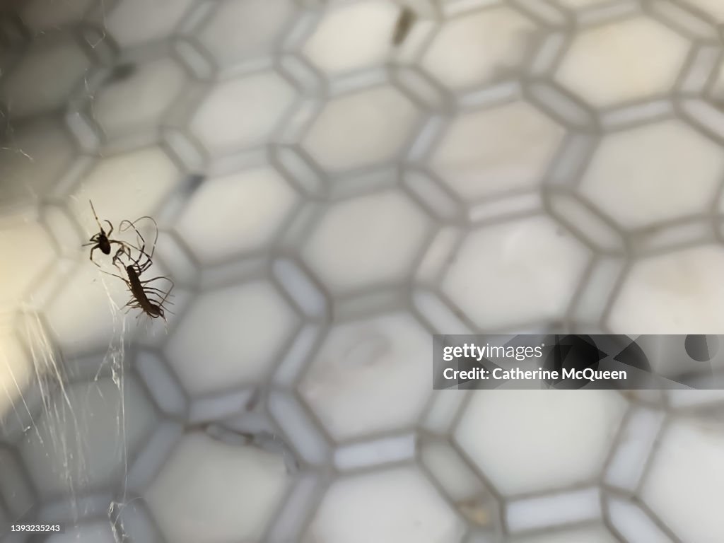 A hungry spider catches an unsuspecting silverfish in its web