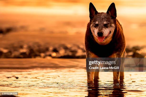 happy dog cooling his feet - australian cattle dog stockfoto's en -beelden