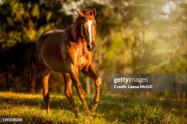 horse running in sunlight - australian light horse stock pictures, royalty-free photos & images