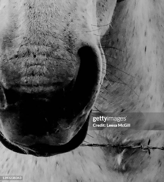 horse nose - animal nose bildbanksfoton och bilder