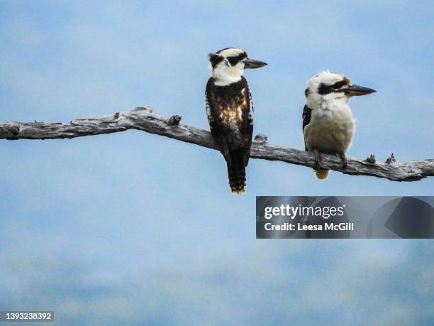 kookaburras on branch - kookaburra stock pictures, royalty-free photos & images