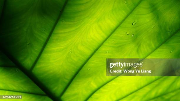 green leaf texture background with light behind. - leaf macro stock pictures, royalty-free photos & images