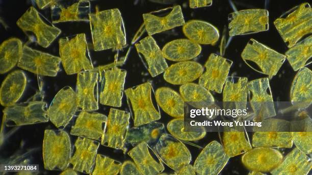 diatom microscopic view , darkfield - unicellular organism stock pictures, royalty-free photos & images