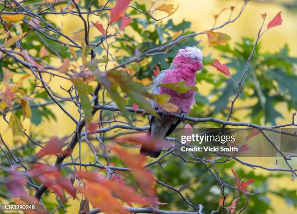 single australian pink and white galah sitting in the maple tree  surrounded by colored autumn leaves - indigenous australia stock pictures, royalty-free photos & images