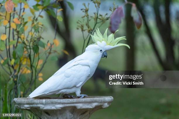 australian white cockatoo with yellow crest standing on a bird bath surrounded by a garden of colorful plants. - australia bird stock-fotos und bilder