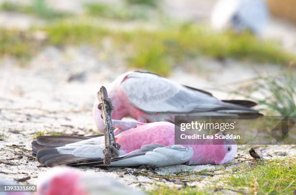 galah push ups - funny parrot stock pictures, royalty-free photos & images
