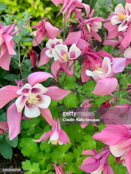 columbine flower - columbine flower stock pictures, royalty-free photos & images