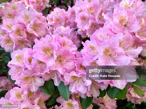 close up of rhododendron blossom - rhododendron stock pictures, royalty-free photos & images