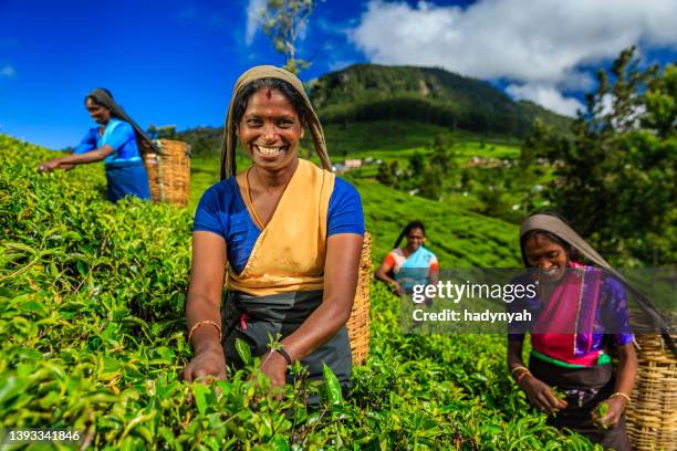 tamil women plucking tea leaves on plantation, ceylon - sri lanka and tea plantation stock pictures, royalty-free photos & images