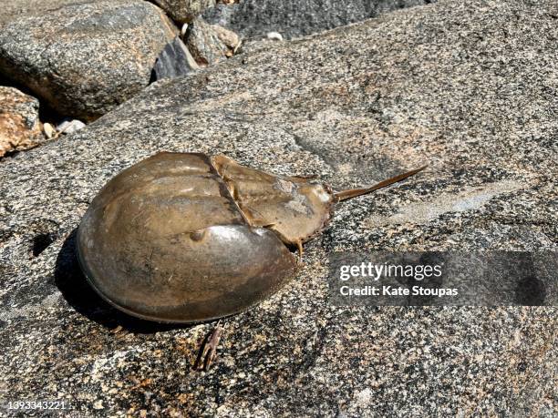 horseshoe crab shell - granchio reale foto e immagini stock