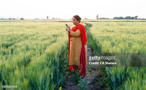 woman talking on mobile in the wheat field, india. - rural india stock pictures, royalty-free photos & images